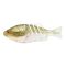 Golden Crucian Carp