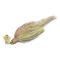 Gold Bream
