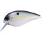 Sexy Shad