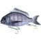 Black Sea Bream