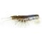 Pearl Prawn