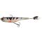 White Perch