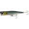 Black Anchovy