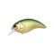 Golden Shiner