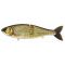 Carp