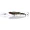Mud Minnow