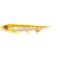 Golden Trout