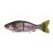 Real Rainbow Trout