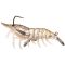 Clear Shrimp