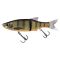 Dark Gill Orange Belly