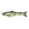 Golden Shiner
