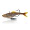 Mud Minnow