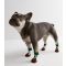 Brown Christmas Pudding Dog Socks New Look
