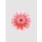 Lovense Vagina Sleeve for Max 2 Erotic accessories - Amorana